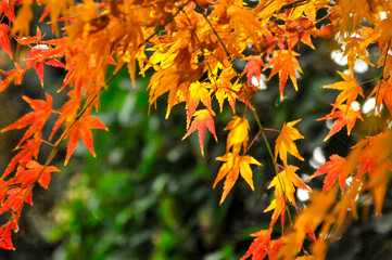Autumn Colorful Leaves