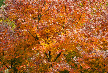 Autumn Colorful Leaves