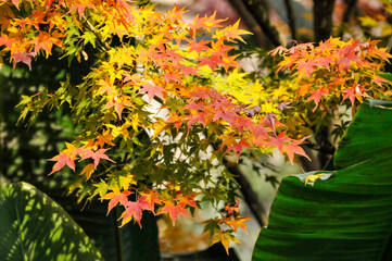 Autumn Colorful Leaves