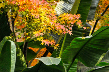 Autumn Colorful Leaves