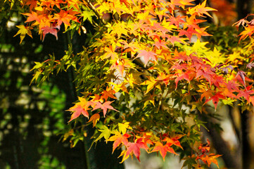 Autumn Colorful Leaves
