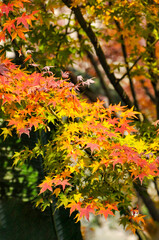 Autumn Colorful Leaves