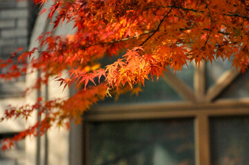 Autumn Colorful Leaves