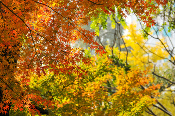 Autumn Colorful Leaves