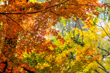Autumn Colorful Leaves