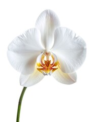 A stunning close-up photograph of a pure white Phalaenopsis orchid bloom against a clean white background.