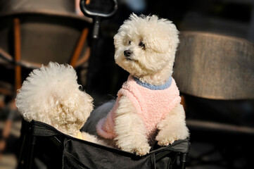 two poodle puppy in a basket