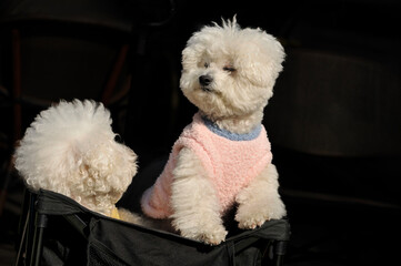 poodle puppy in a basket