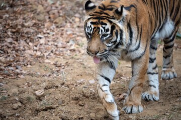 歩くスマトラトラ