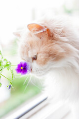 
Fluffy cat sniffs flower wind window fresh spring wedding spa