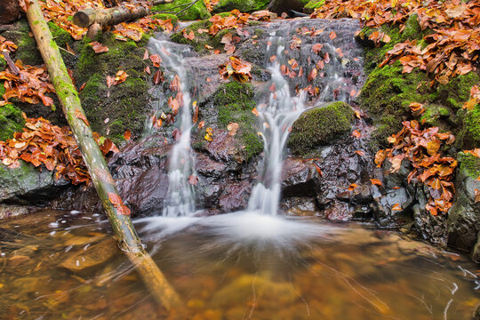 View of a gentle cascade flowing over moss-covered rocks, strewn with golden autumn leaves, reflecting the forest canopy, Turovska roklina, Banska Bystrica region, Slovakia.