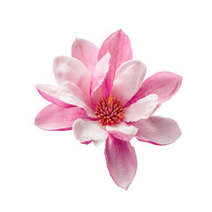Fototapeta premium pink magnolia flower isolated on white or transparent png