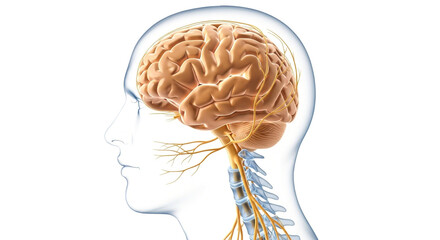 The human brain and nervous system inside a transparent male profile head.human brain and nervous system inside a transparent male profile head.
