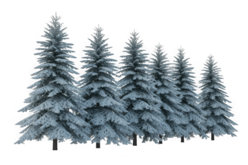 A beautiful row of frosty evergreen trees covered in snow, perfect for winter and christmas compositions isolated on transparent background
