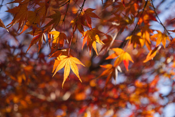 beautiful red autumn leave maple,