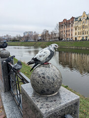 Gray pigeon sits on a stone layer in a city park. Pigeon. Concept of wildlife, drinks, pet care, nature. Tree and bush. Urban view.