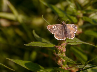 A multi-spotted skipper butterfly (Pyrgus armoricanus), photographed in Musio, a district of Tremosine.