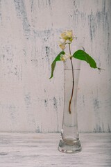 Still life- philadelphus (disambiguation). Dark abstract background