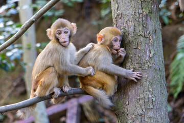 Fototapeta premium Monkey in the Tianzi Mountains (Avatars Mountains) in Zhangjiajie National Forest Park in Hunan, China.