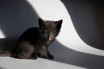 Detailed portrait of a shorthaired British blue cat with beautiful eyes on a shadow background
