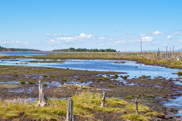 春国岱の遊歩道から見る木々が朽ちた湿地帯