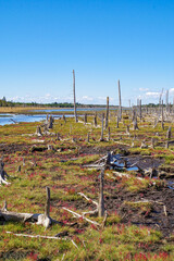 春国岱の遊歩道から見る木々が朽ちた湿地帯