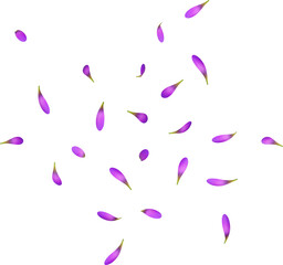 Falling Violet Rain Lily Petals