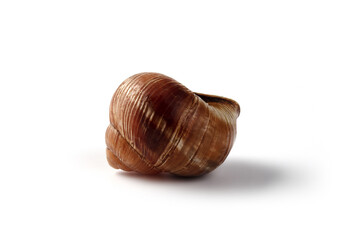 Close-up of a single brown snail shell on a clean white background, showcasing natural texture and spiral form. Ideal for nature, biology, and design concepts.