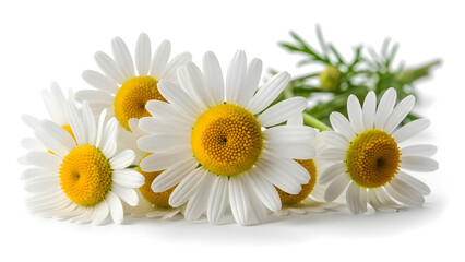 Obraz premium Chamomile Flowers Used in Medical Calming Therapy