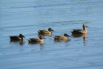 Ducks Floating on a Southern Chile River