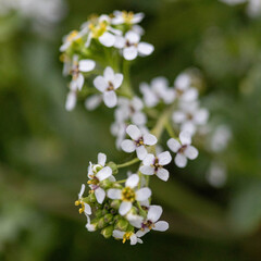 white flowers of a tree