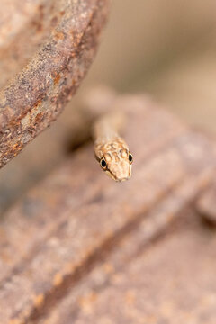 close upn of a non-venomous snake
