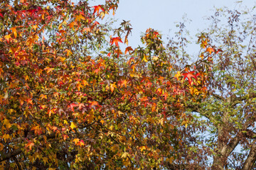 Bunt verfärbtes Herbstlaub an einem Ahornbaum, Deutschland