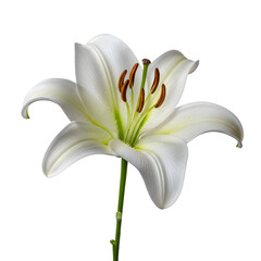 White lily in bloom
