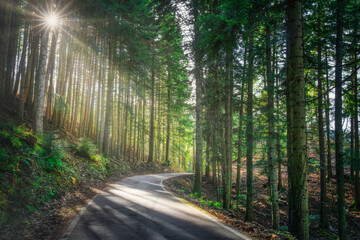 Fototapeta premium Forest Road with Sunbeams in Vallombrosa, Tuscany, Italy