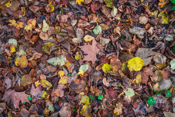 Autumn Leaves Background Texture on Forest Floor in Tuscany