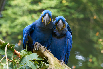 Zuneigung zwischen zwei Ara-Papageien © Dieter Geppert