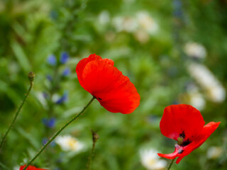A common poppy flower (Papaver rhoeas) well suited as a floral background. Taken in Tremosine.