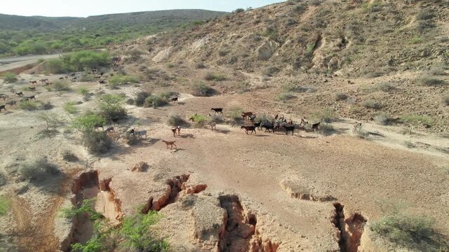 Aerial view of goats in Araya, desert landscape, tranquil scene