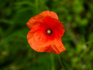 A common poppy flower (Papaver rhoeas) well suited as a floral background. Taken in Tremosine.