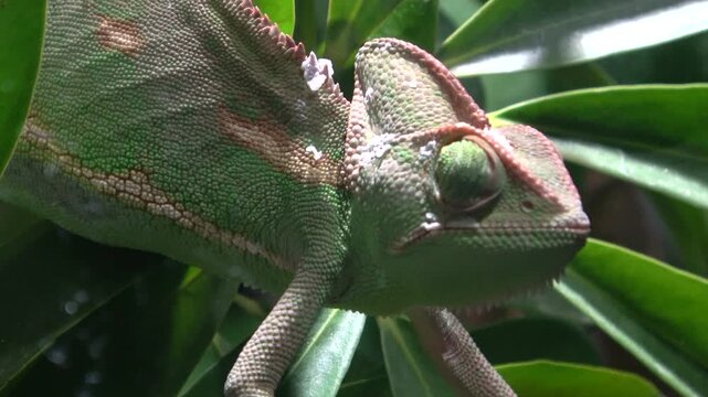 Closeup of Veiled Chameleon Moving Eyes. 4K. Rotating Eyes.