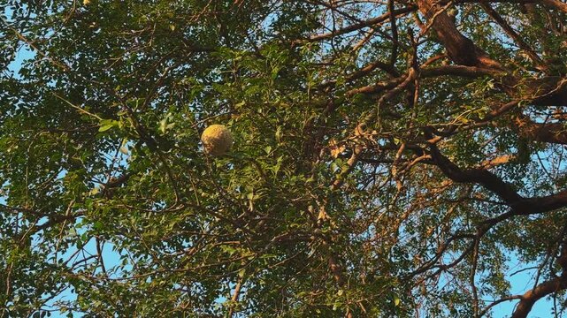 Wood apple (kaitha) hangs prominently among dense green leaves and twisting branches, illuminated by warm sunlight against a soft blue backdrop in the sky.