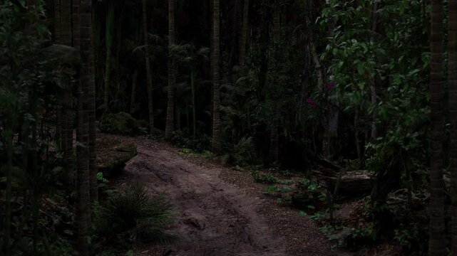 A winding path leads through a dense, dark forest, illuminated by faint moonlight. The trees loom large, creating a mysterious atmosphere perfect for an adventurous night stroll.