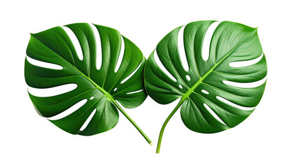 Two vibrant monstera leaves, with split patterns, create a symmetrical arrangement against a dark backdrop