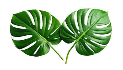 Two vibrant monstera leaves, with split patterns, create a symmetrical arrangement against a dark backdrop