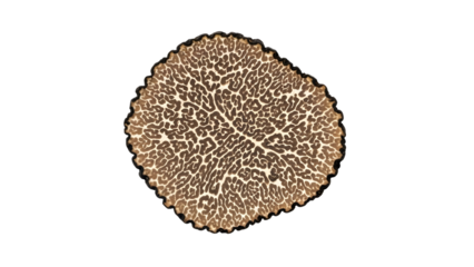 Microscopic view of a cell isolated on transparent background