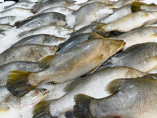 Fresh whole sea bream fish on crushed ice at seafood market counter. Raw dorado arranged in rows, top view. Healthy food, fishing industry, marine products, chilled seafood background.