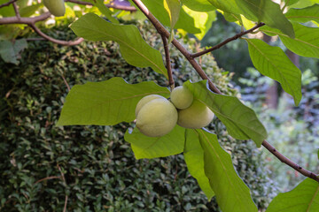 Obraz premium Three round, green fruits Asimina triloba or pawpaw hanging from tree branch, surrounded by large, glossy green leaves, with blurred green shrub in background.