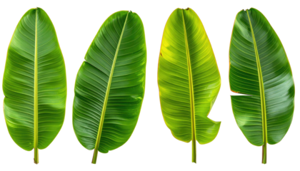 Four banana leaves show varying states of age and health against a stark black background