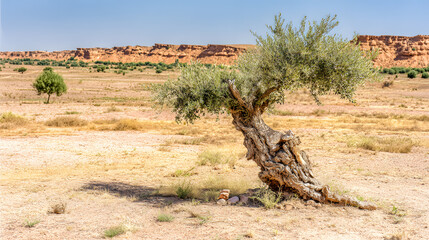 epilogue. A lone argan tree stands in the Moroccan landscape, its gnarled trunk and green leaves under the sun. travel magazines, destination branding, designed for travel destination branding.